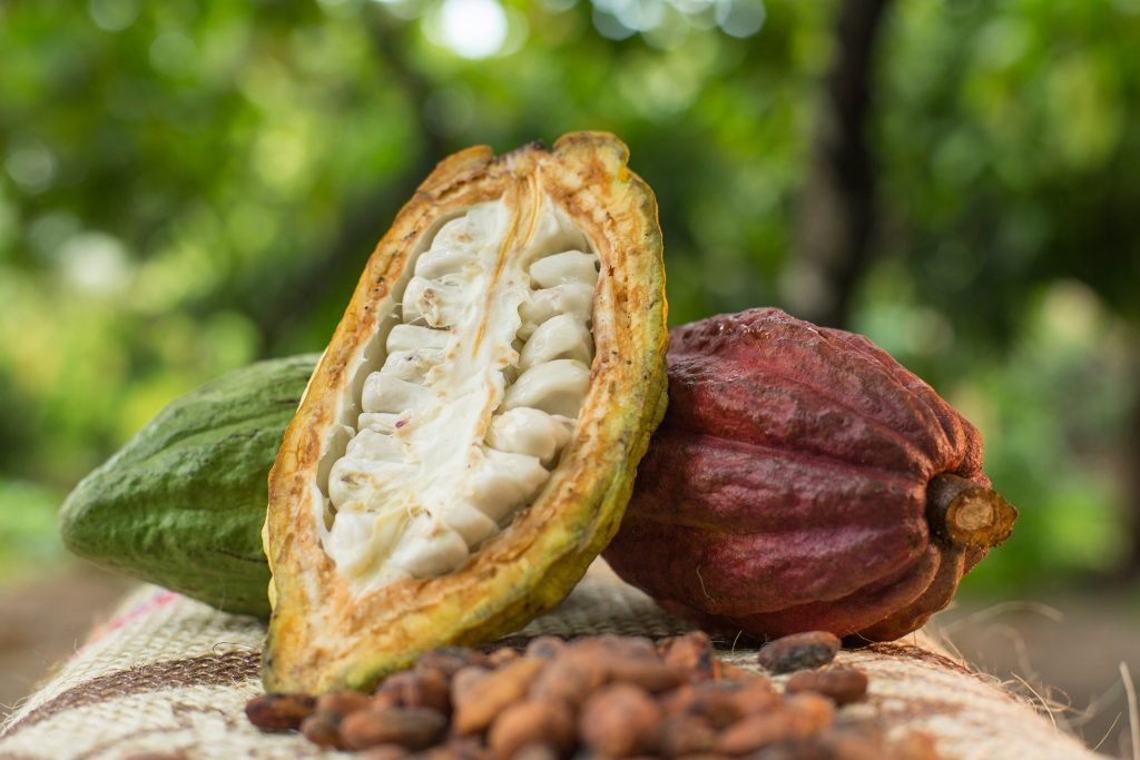 Producción de mango y cacao en el Magdalena, una prioridad para minagricultura
