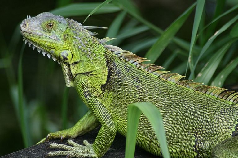 ¡No compre huevos de iguana! Está contribuyendo a la extinción de la especie