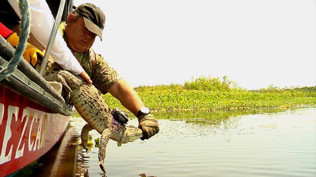 Liberan un caimán aguja en el Río Sevilla para que revele secretos de su especie