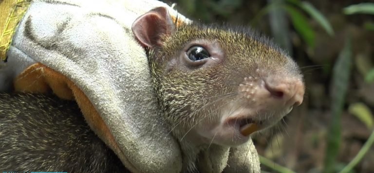 ¡Mato al ñeque de su vecino y la capturaron por maltrato animal!
