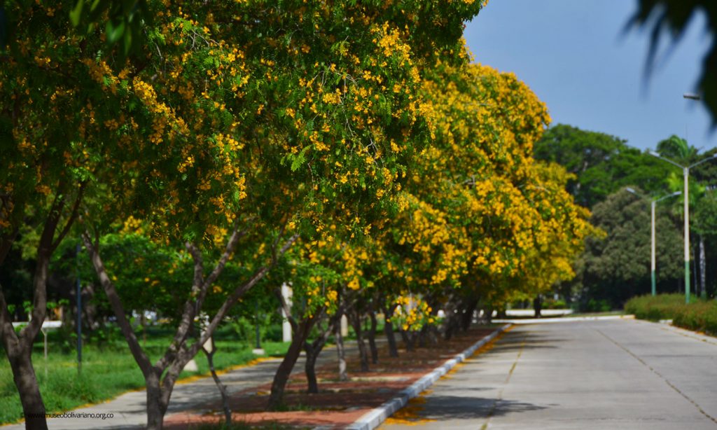 quinta de san pedro alejandrino guayacan 09 08 2018 1500x900px 015