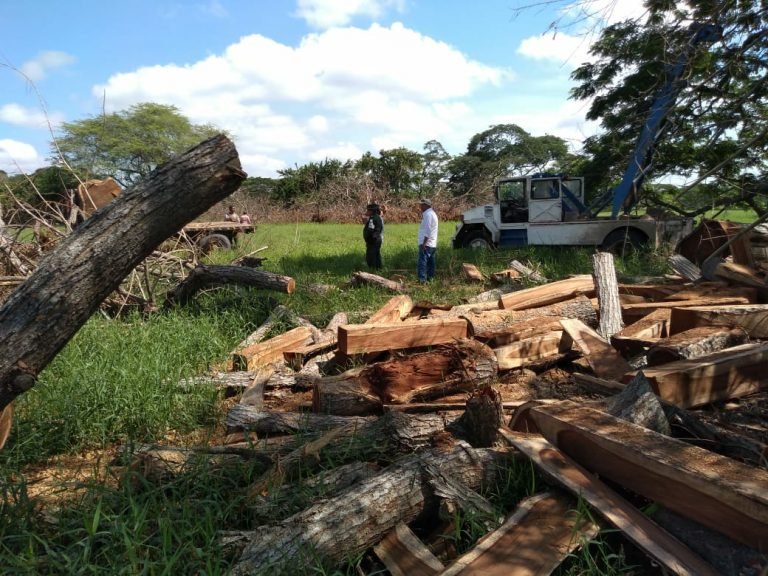 Diez personas capturadas por tala de árboles en El Piñón Magdalena