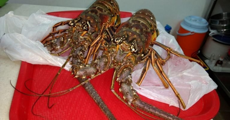 Investigadores de la Universidad del Magdalena hallaron depredador que amenaza reproducción de langosta