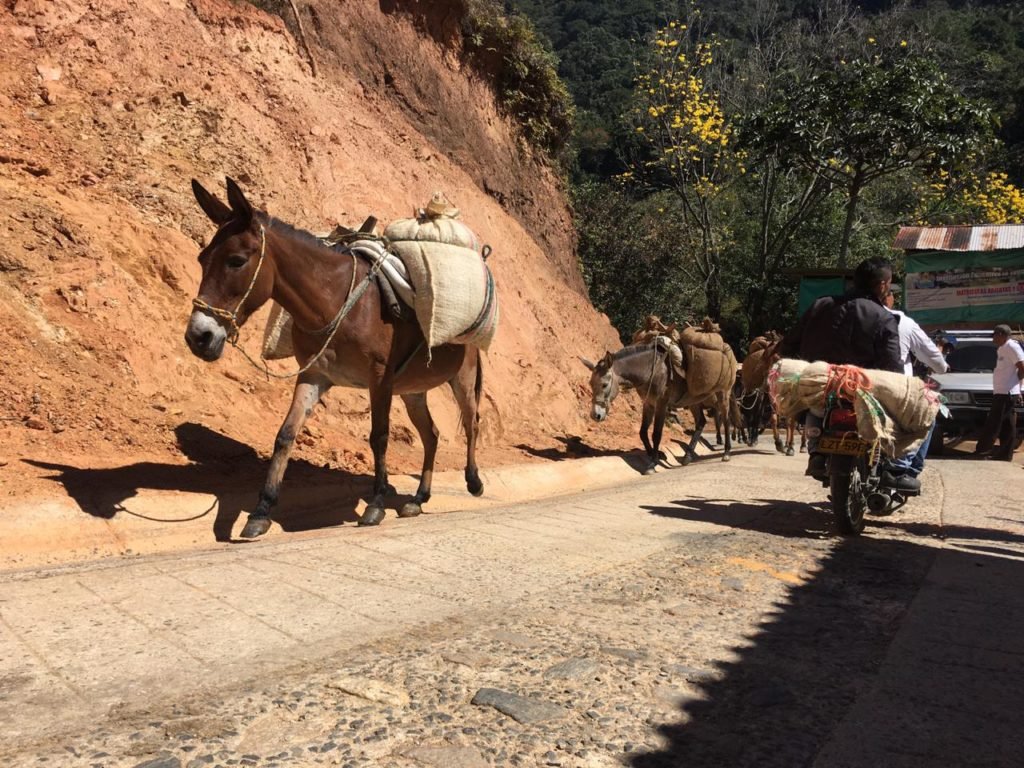 Comenzó la construcción de placa huella de la vía entre Minca y la Tagua