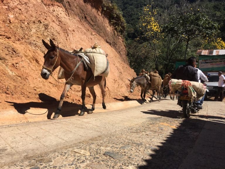 Comenzó la construcción de placa huella de la vía entre Minca y la Tagua