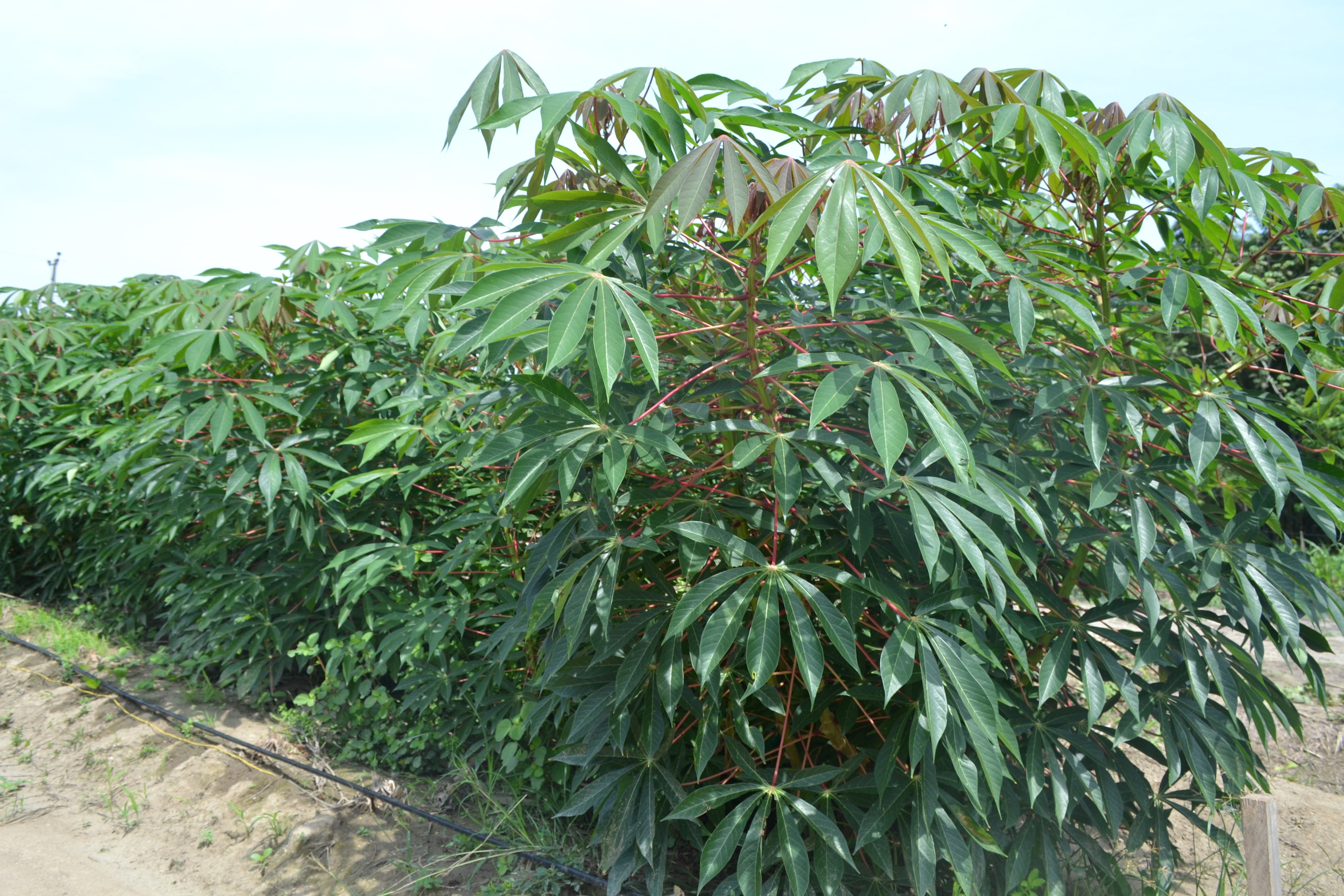 Experimento de identificaci%C3%B3n de genotipos %C3%A9lites de yuca el C.I Caribia de AGROSAVIA en el Magdalena