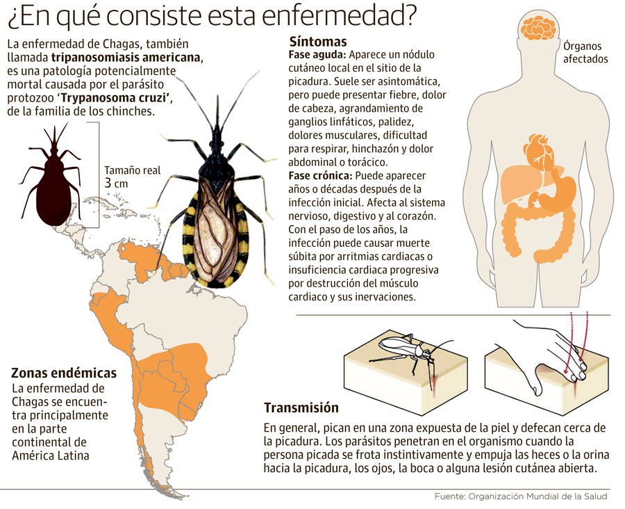 Enfermedad de Chagas o picadura de Pito: Signos y síntomas🍽 Saiba mais ...