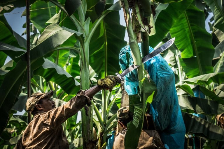 Crecen en un 13% las exportaciones bananeras del Magdalena y La Guajira.