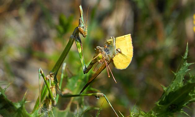 MANTIS RELIGIOSA