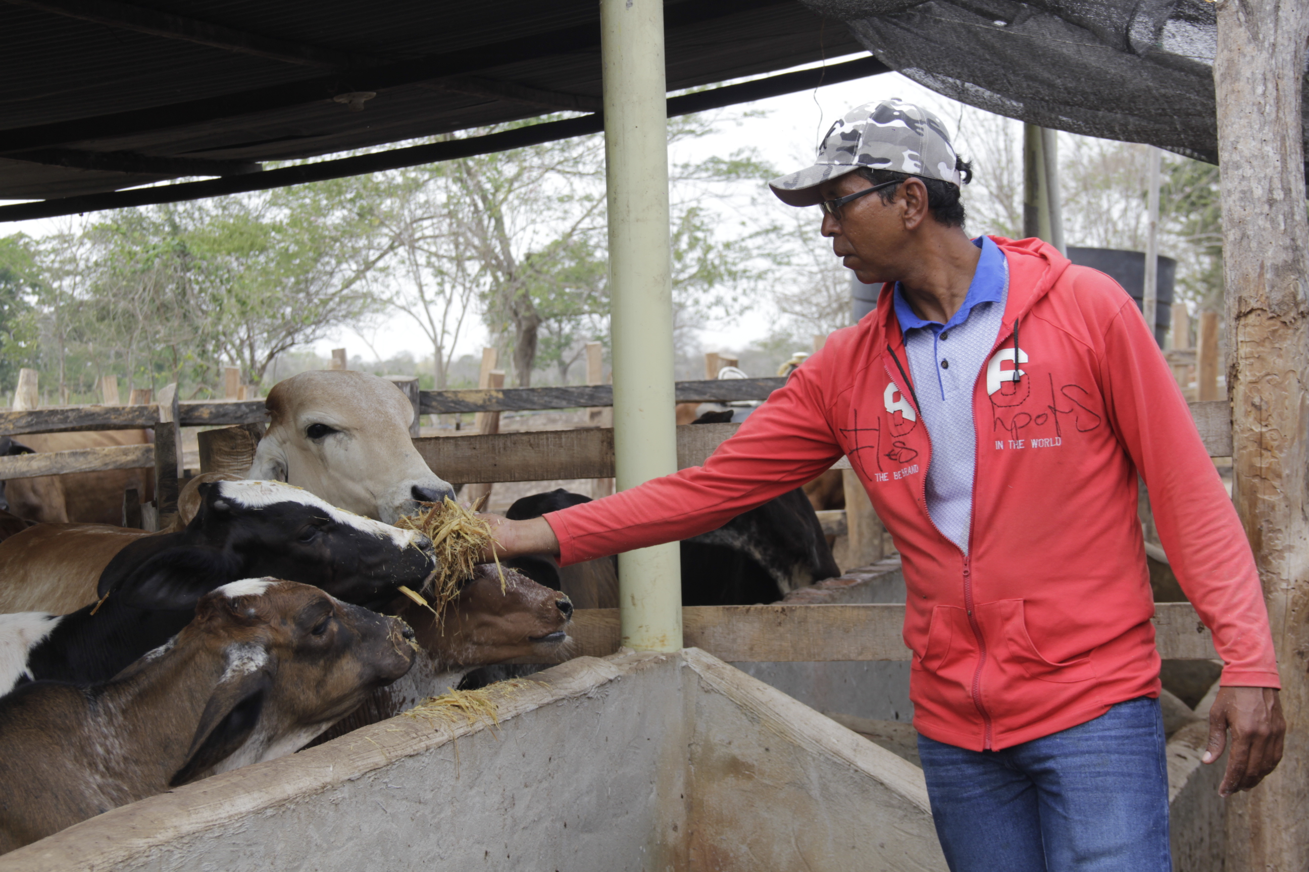 Productor Joseph Alain Puentes Mercado alimentando a su ganado con el sorgo JJT 18