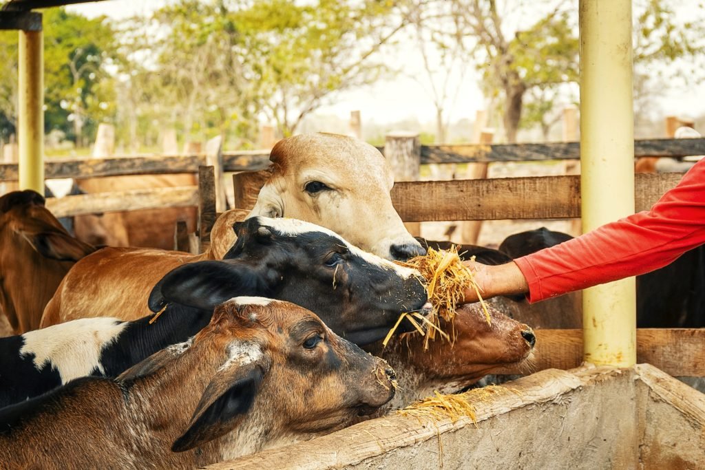 Ante la falta de pasto y agua, Agrosavia promueve un suplemento para alimentar el ganado