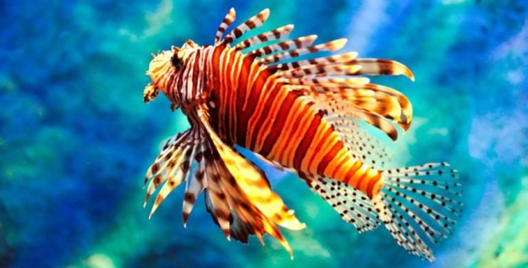 Jornada Masiva de Extracción y Degustación de Pez León