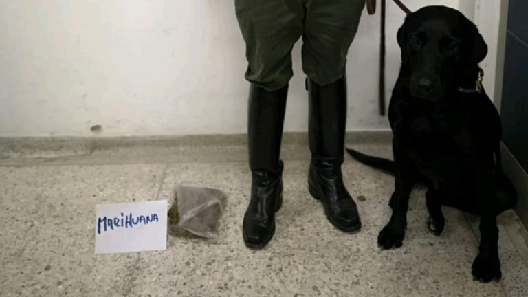 ‘Arguz’ perro antinarcótico encontró un kilo de marihuana en Bureche