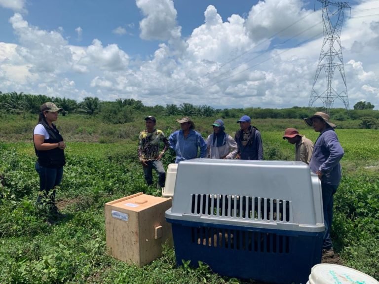 Liberan más de 70 especies nativas en el Magdalena