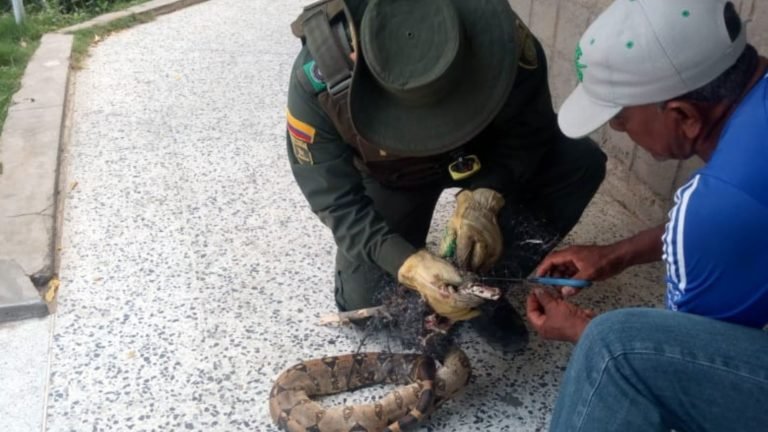 Policía Ambiental rescató una serpiente atrapada en una red plástica junto al río Bonda