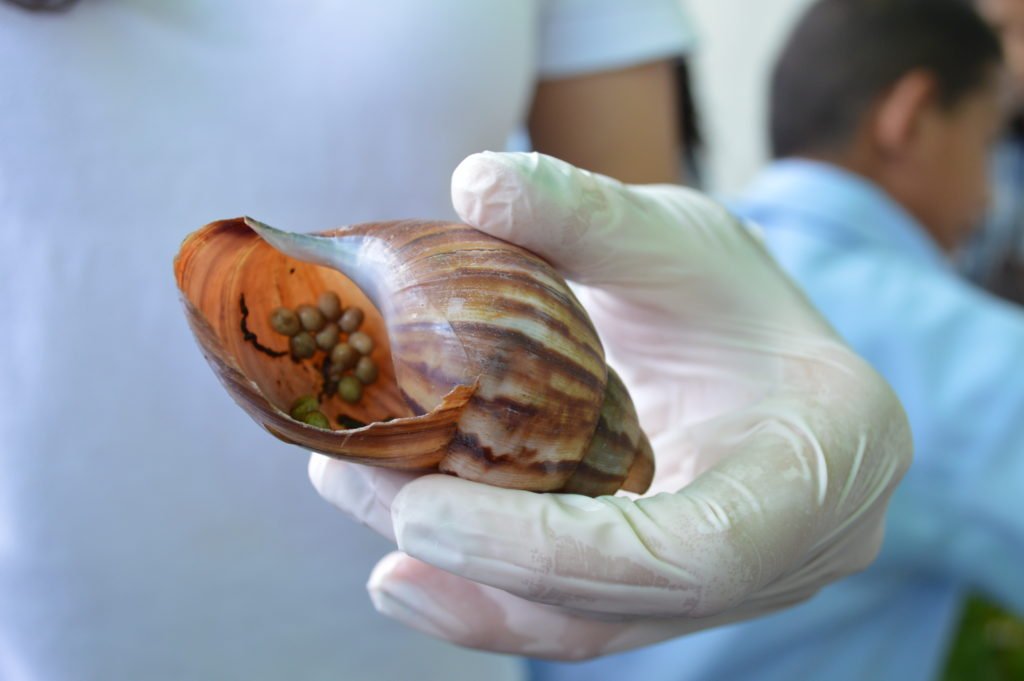 ¡Ojo con el caracol africano! Corpamag advierte que las lluvias favorecen su aparición