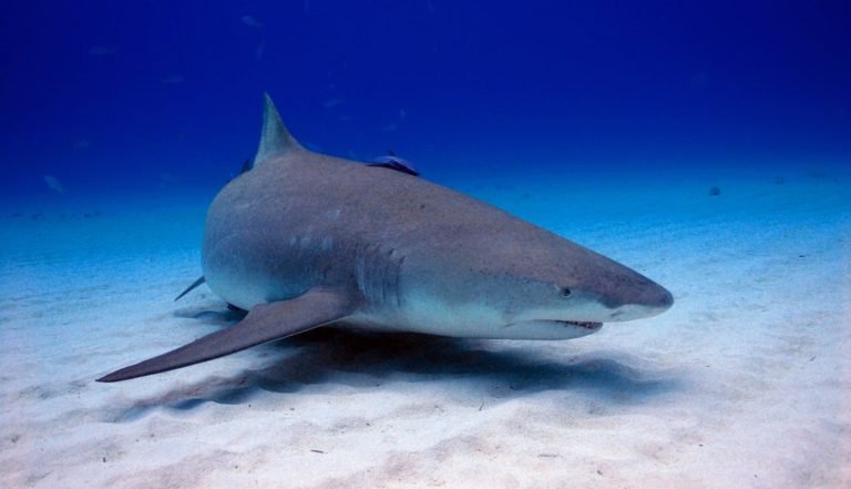 Ambientalistas samarios rechazan resolución del Gobierno que permite caza de tiburones