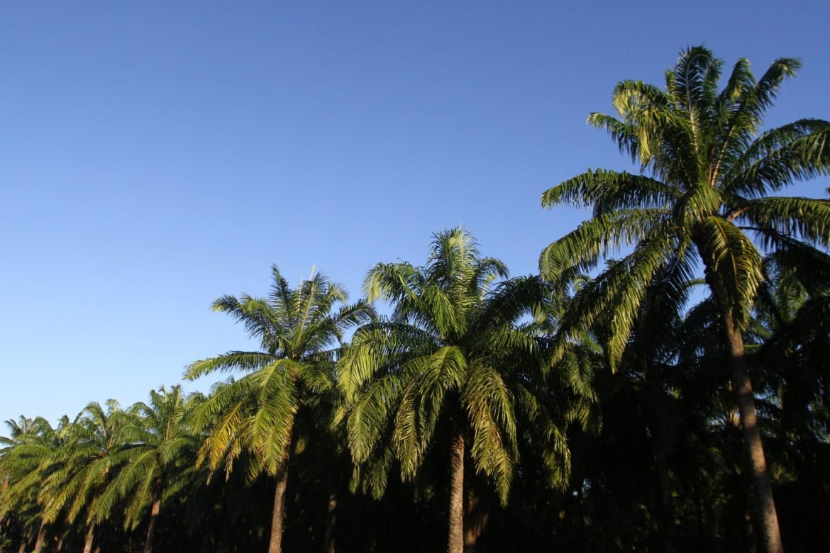 Palma.pudrición.cogollo1