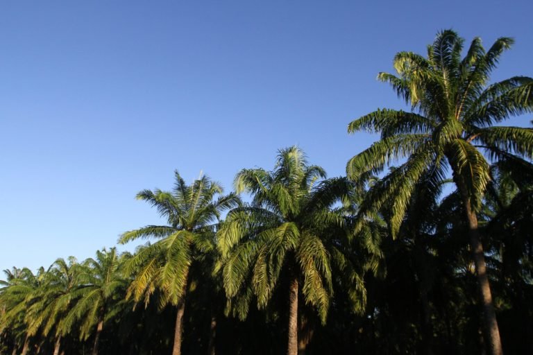 56 % de las plantaciones del Departamento del Magdalena están afectadas por la Pudrición del cogollo