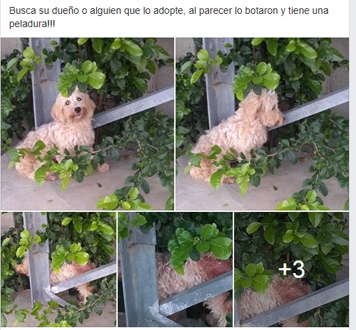 perritoabandonado