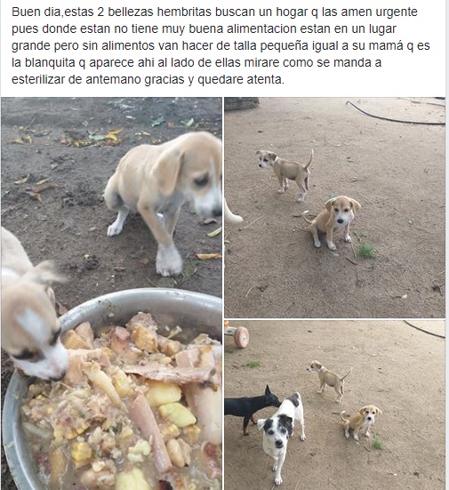 perritoabandonadodos