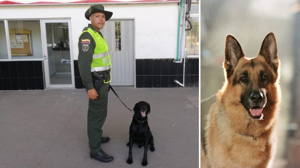 Blaky: El ‘Comisario Rex’ de la Policía Metropolitana