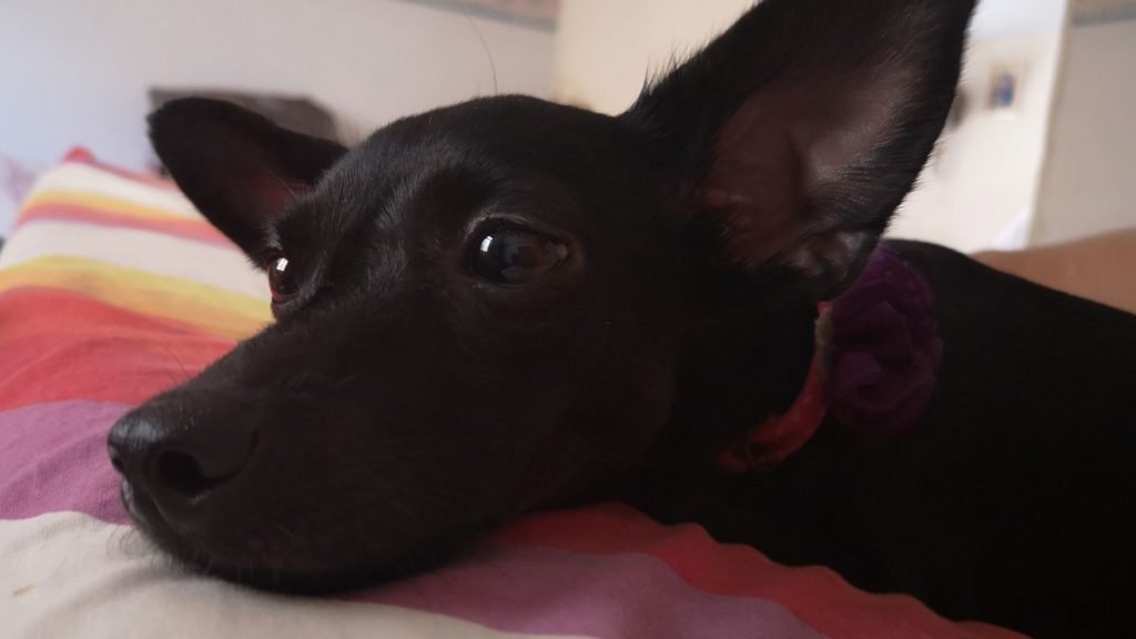 Perros infartados y asustados: lo que deja la pólvora en Santa Marta