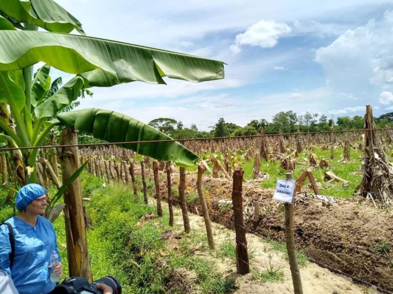 Las 10 medidas que han frenado hongo ‘asesino’ del banano