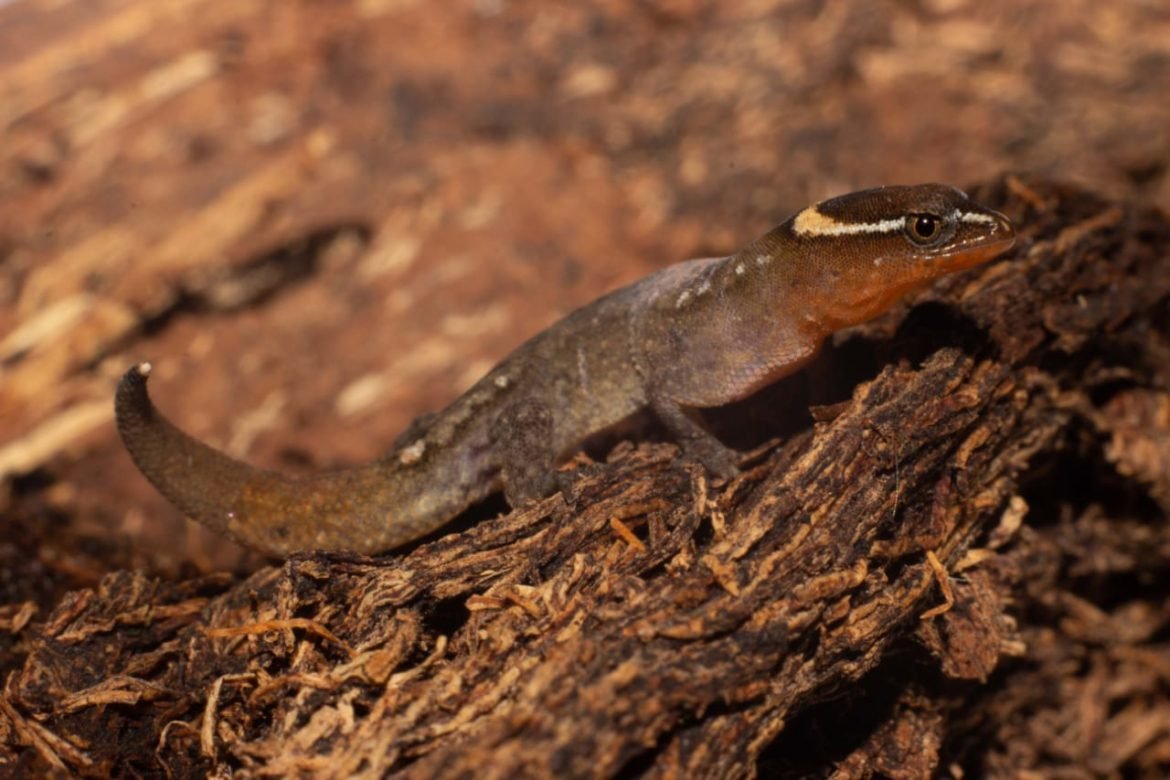 Lepidoblepharis miyatai 1