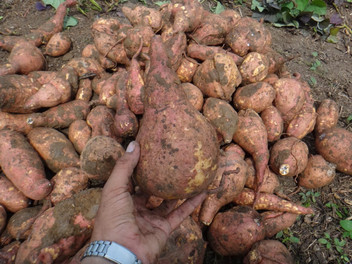 Batata