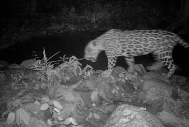 Santa Marta jaguar 2