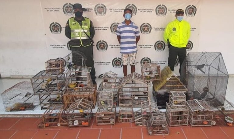 60 aves silvestres fueron rescatadas en Ciénaga Magdalena