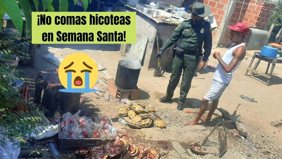 hicoteas