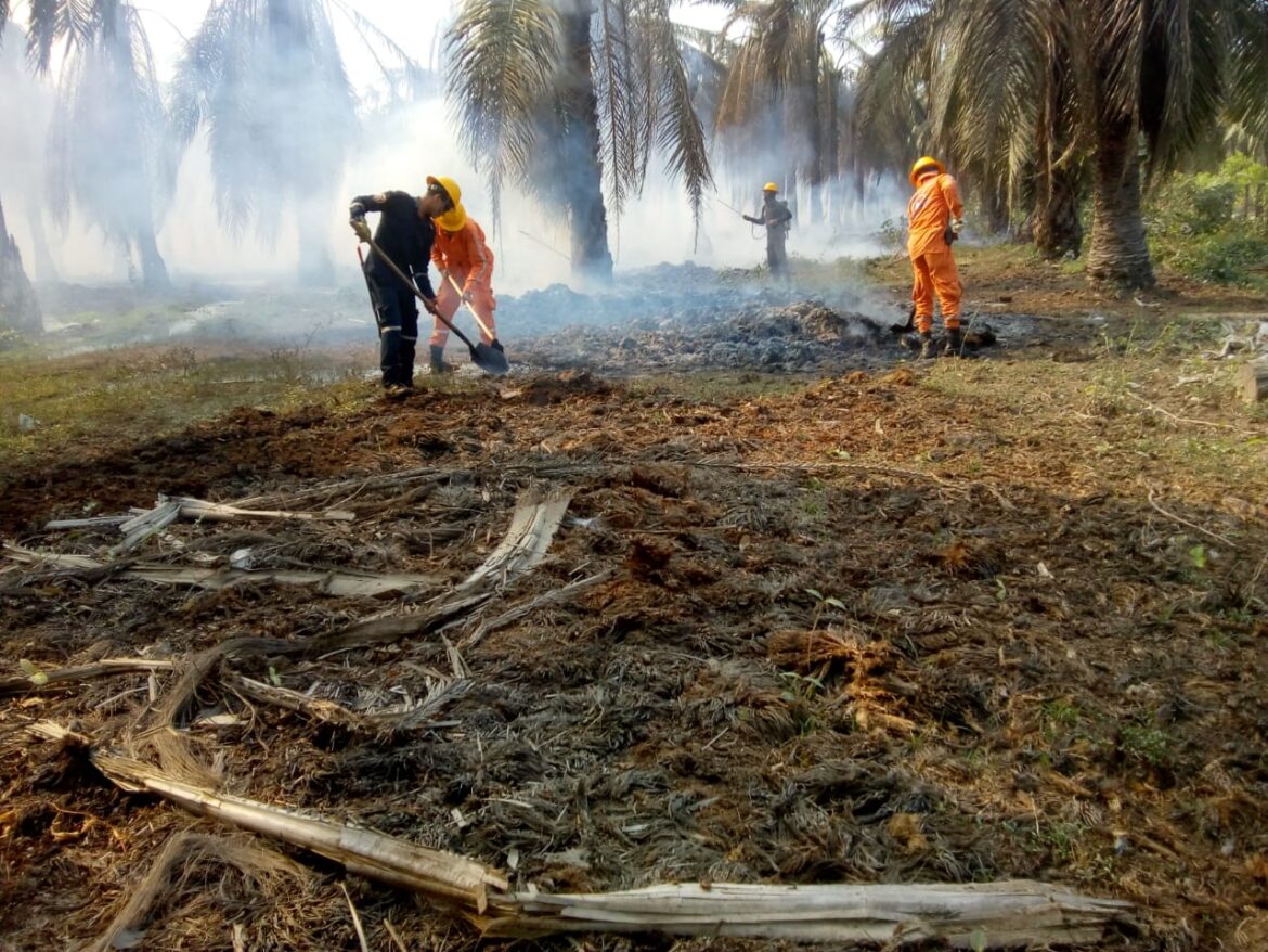 INCENDIOS FORESTALES 3