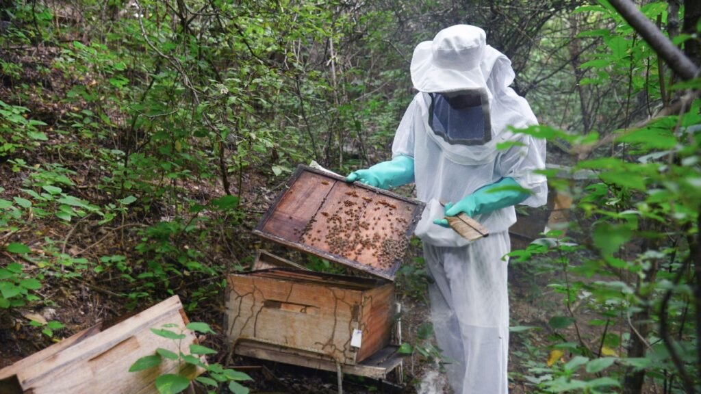 Ecolsierra nos cuenta por qué las abejas son claves en el bienestar alimentario
