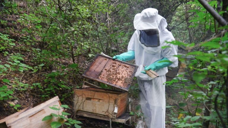 Ecolsierra nos cuenta por qué las abejas son claves en el bienestar alimentario