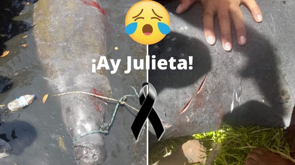¡Tragedia animal! Asesinan a Julieta, la manatí recuperada por Corpamag
