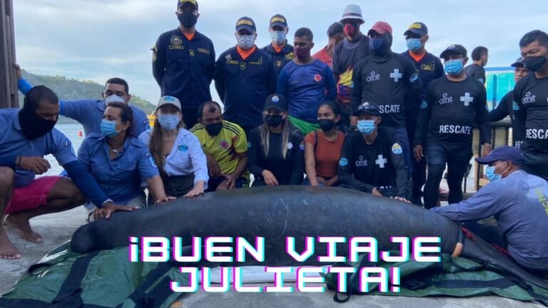 Julieta, la manatí rescatada por Corpamag que hoy vuelve a su hábitat