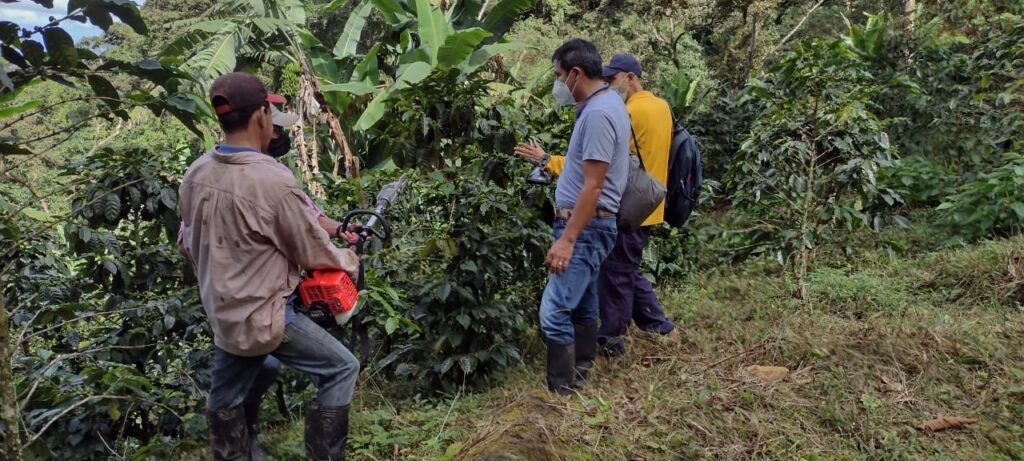 Amenazada producción cafetera de Magdalena por mal estado de las vías