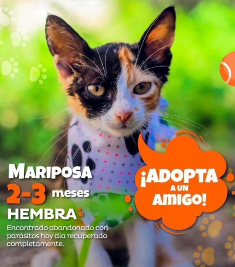 Adopta un canino o felino, la nueva campaña del distrito de Santa Marta