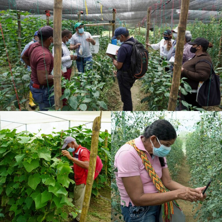 Alternativa de Agrosavia para productores de hortalizas en la Región Caribe