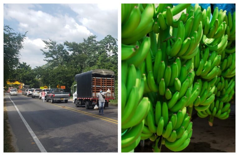 Obras sobre el puente del Rio Frío afectan el sector bananero: Asbama