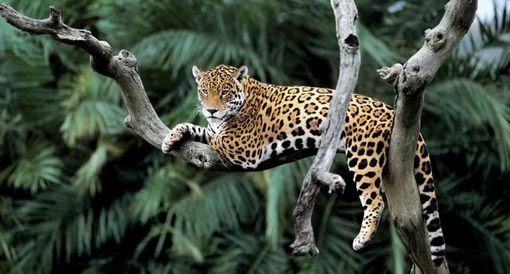 Así celebró Corpamag el Día Internacional del Jaguar