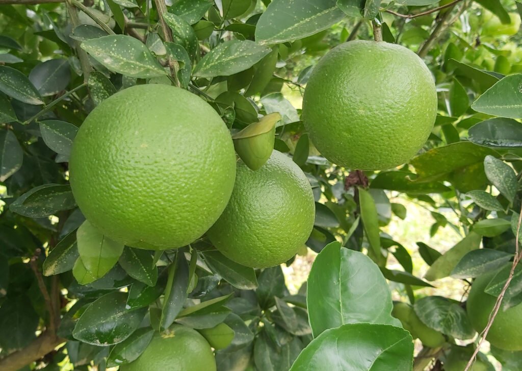 Azúcar y Margarita: dos nuevas Naranjas Agrosavia para la región Caribe