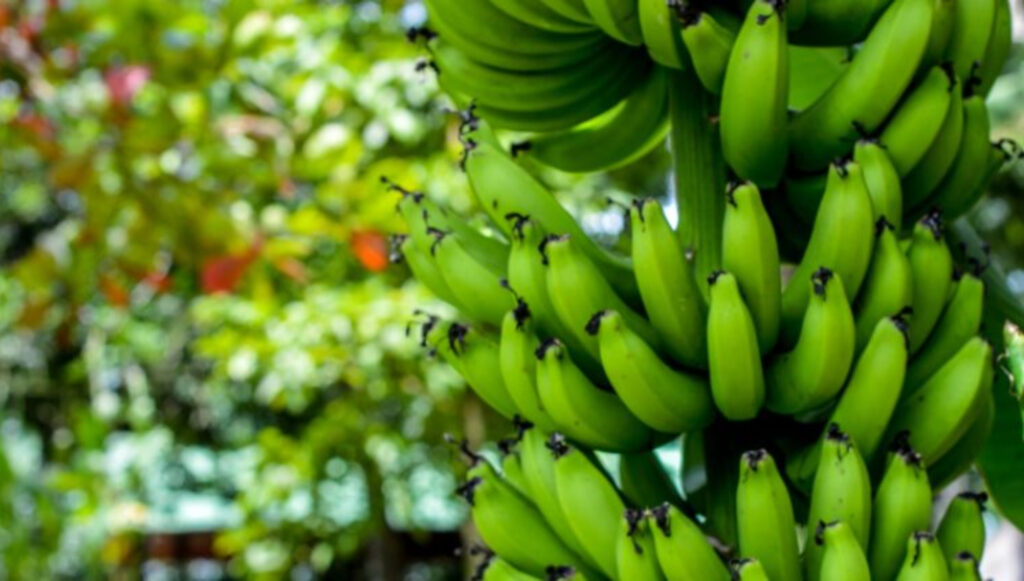 Banano del Caribe