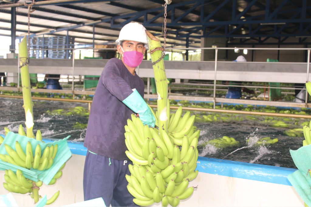 Banano exportacion