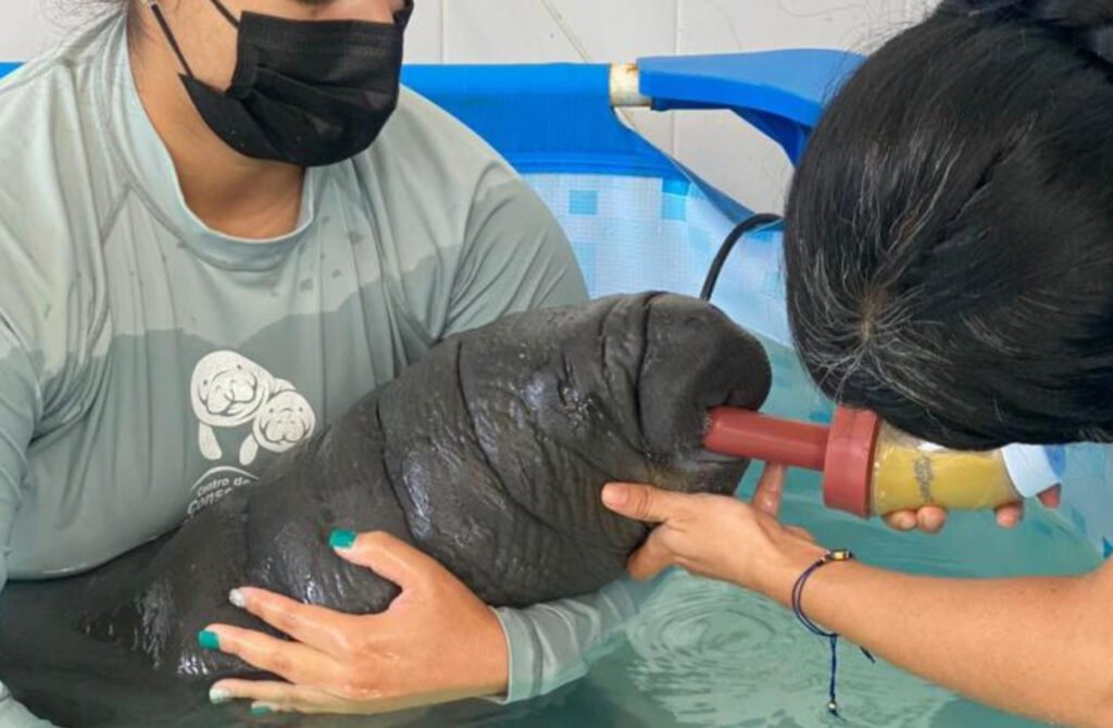 “Tasajerito”, el manatí: símbolo de esperanza para la humanidad