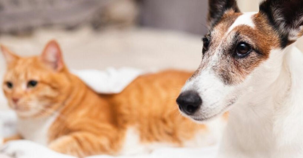 El primer festival de familias con mascotas se toma el Camellón