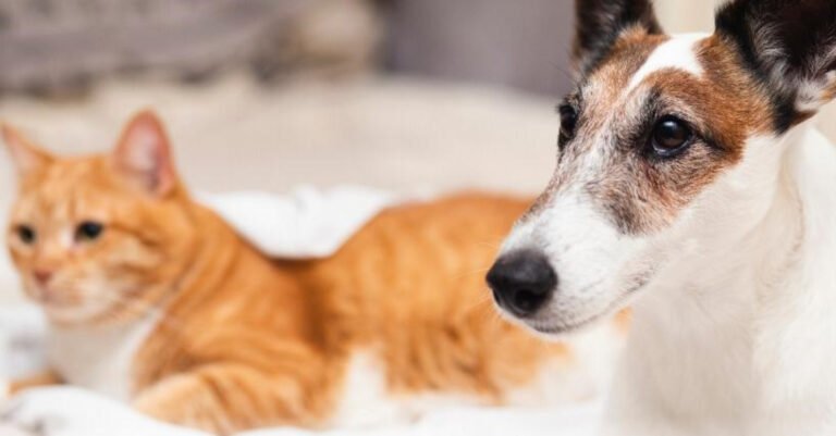 El primer festival de familias con mascotas se toma el Camellón