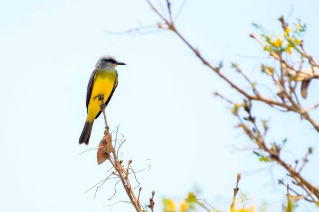 Museo Bolivariano abre taller para ‘Emprendedores del Aviturismo’
